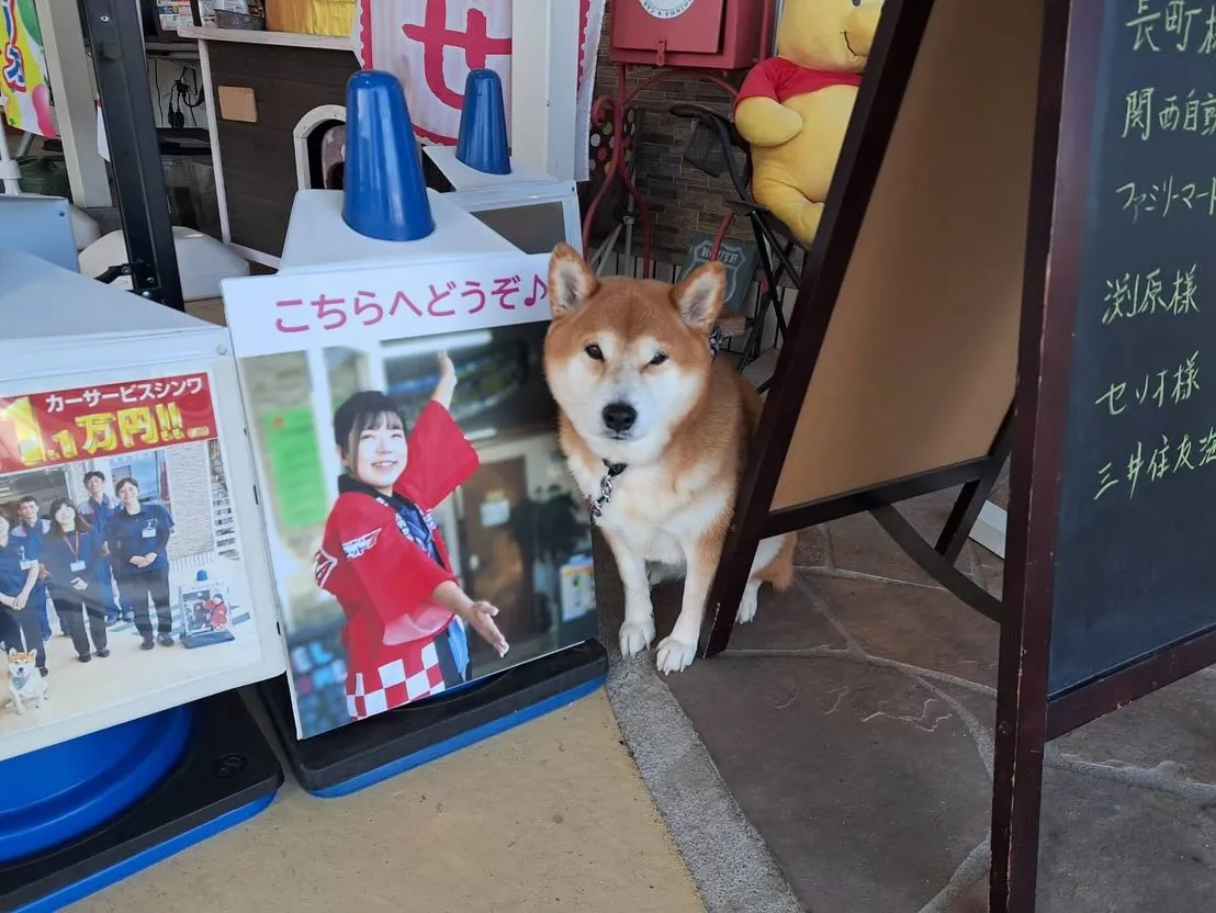 お車のことなら何でも泉佐野市のカーサービスシンワにお任せくだ...