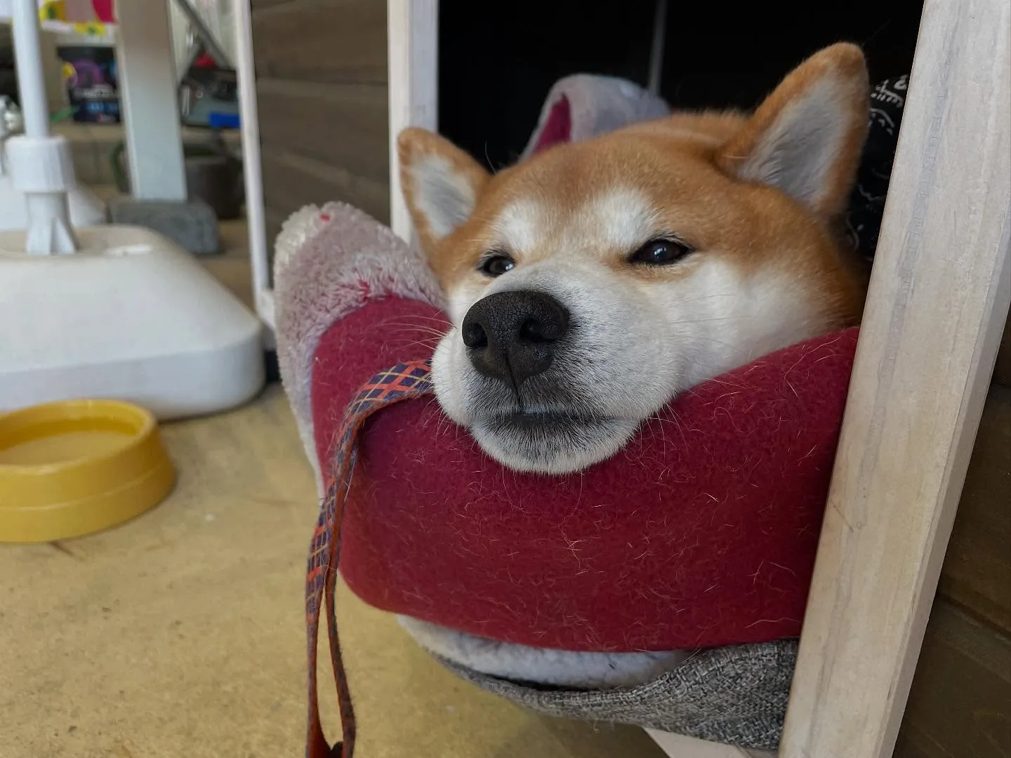 お車のことなら何でも泉佐野市のカーサービスシンワにお任せくだ...