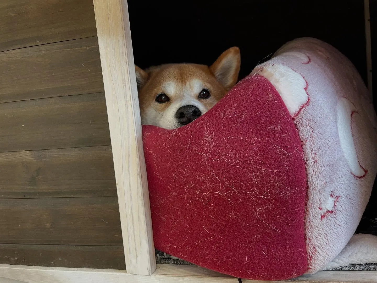 お車のことなら何でも泉佐野市のカーサービスシンワにお任せくだ...