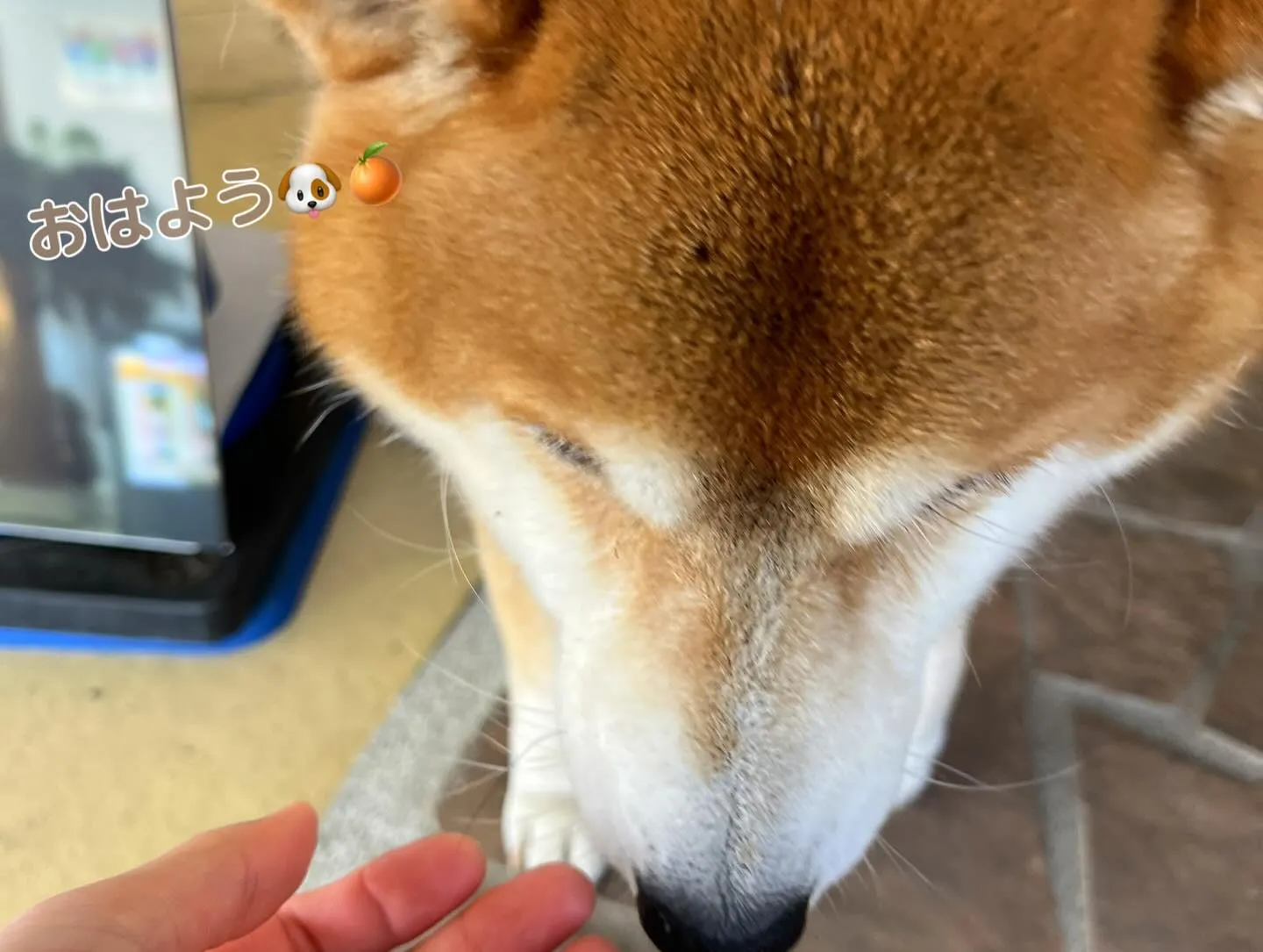 お車のキズヘコミ修理や車検整備、保険やカーリースなど、