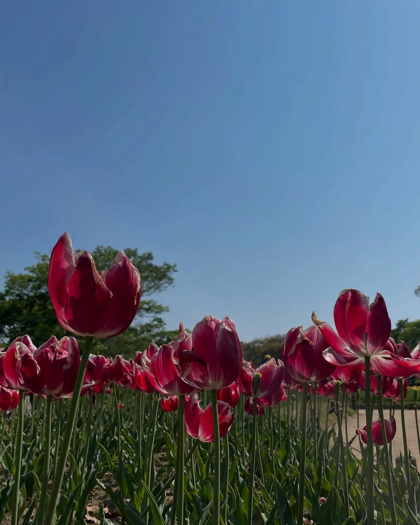 お車のことなら何でも泉佐野市のカーサービスシンワにお任せくだ...