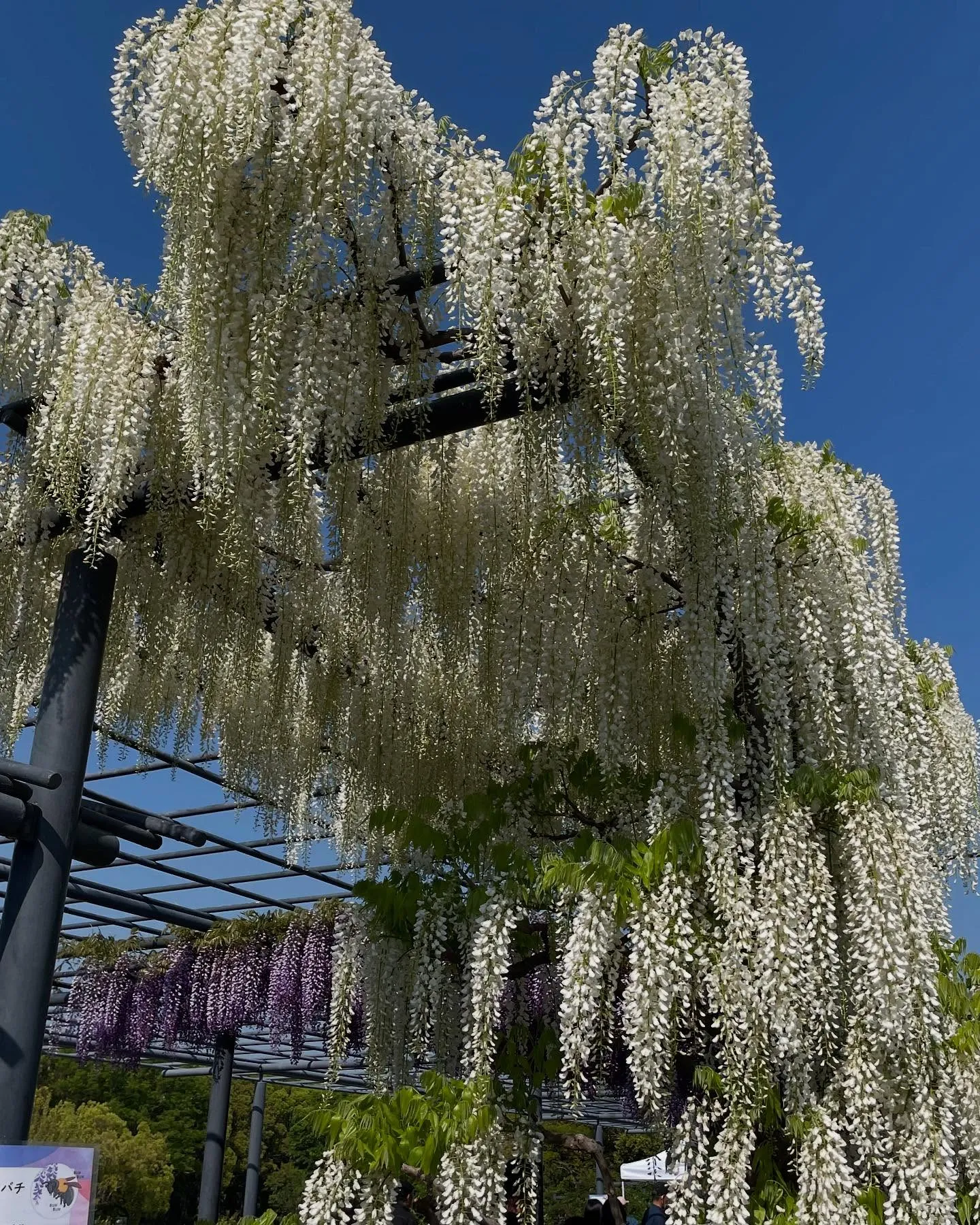 お車のことなら何でも泉佐野市のカーサービスシンワにお任せくだ...