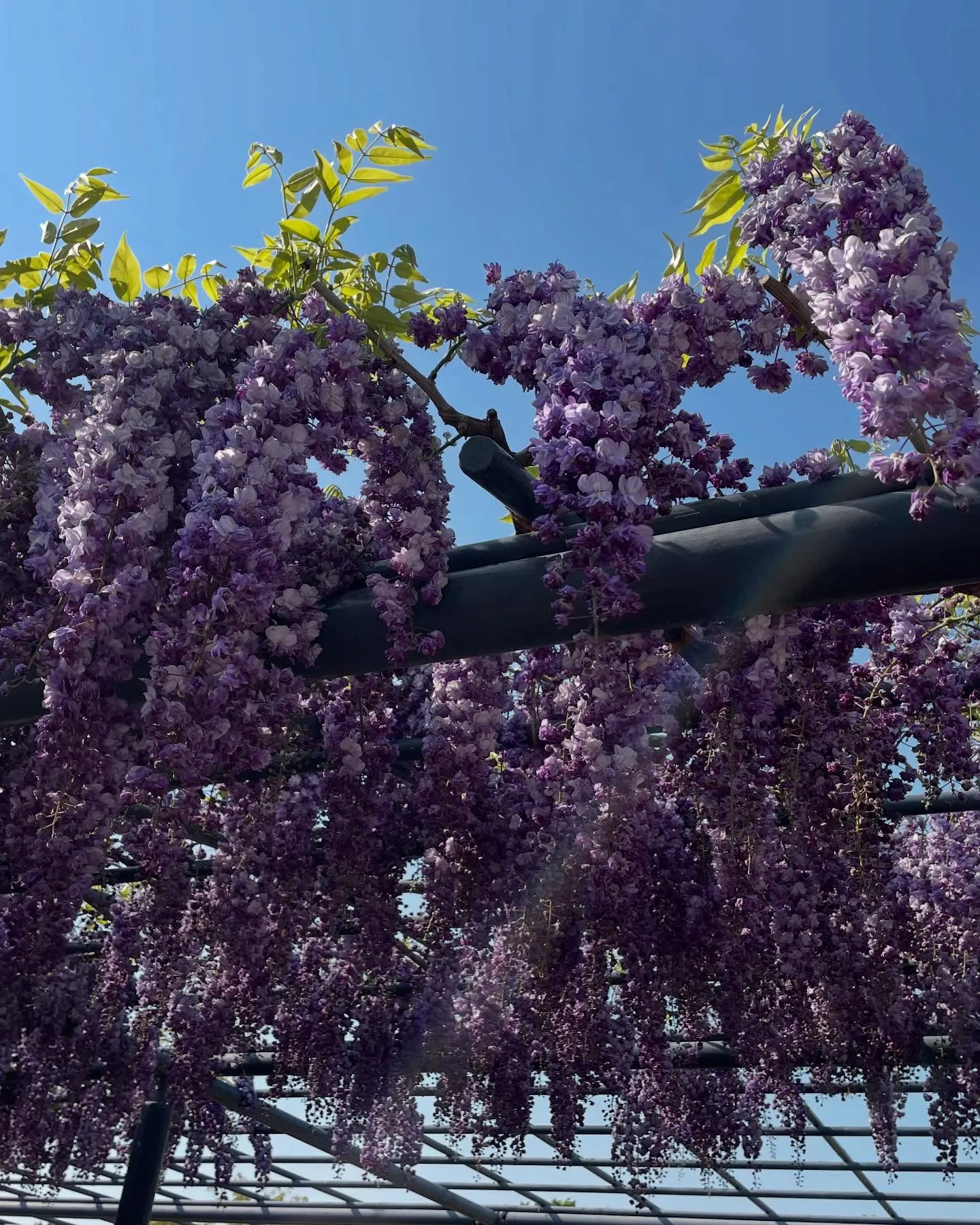 お車のことなら何でも泉佐野市のカーサービスシンワにお任せくだ...