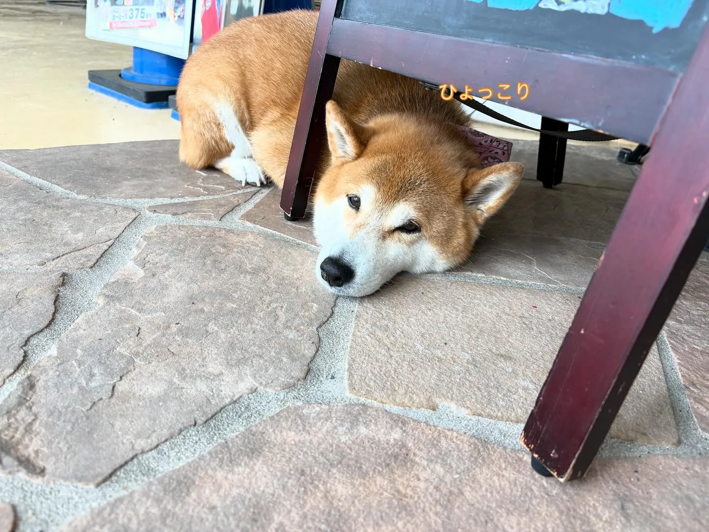 ダイハツ、タフトご納車式❣️カーリース🚗カーサービスシンワ🐶