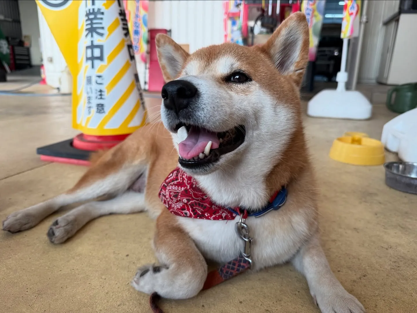 お車のことなら何でも泉佐野市のカーサービスシンワにお任せくだ...