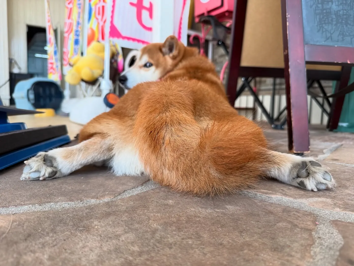 お車のキズヘコミ修理や車検整備、カーリースのことなど何でもカ...
