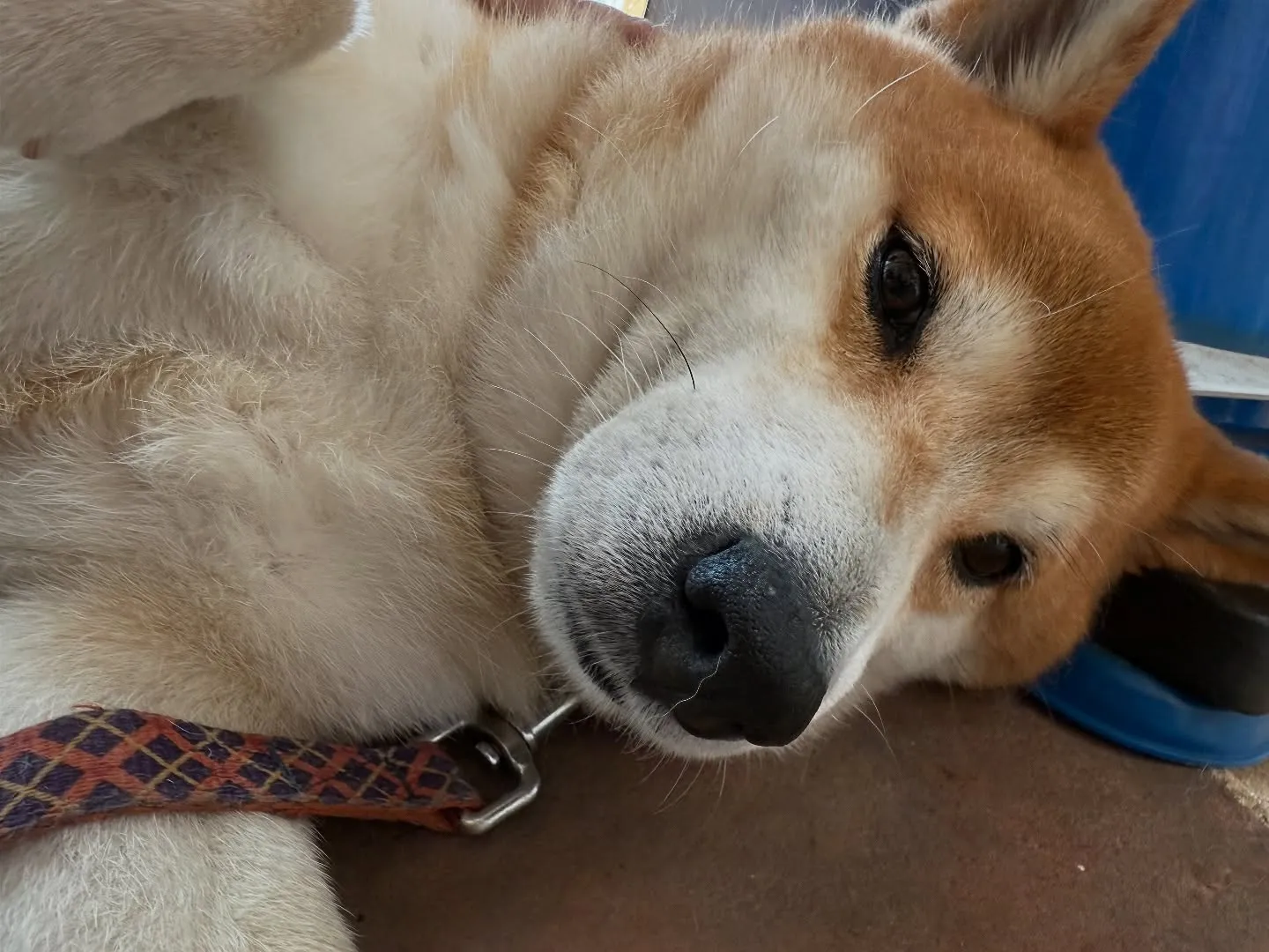 お車のキズヘコミ修理や車検整備、カーリースのことなど何でもカ...