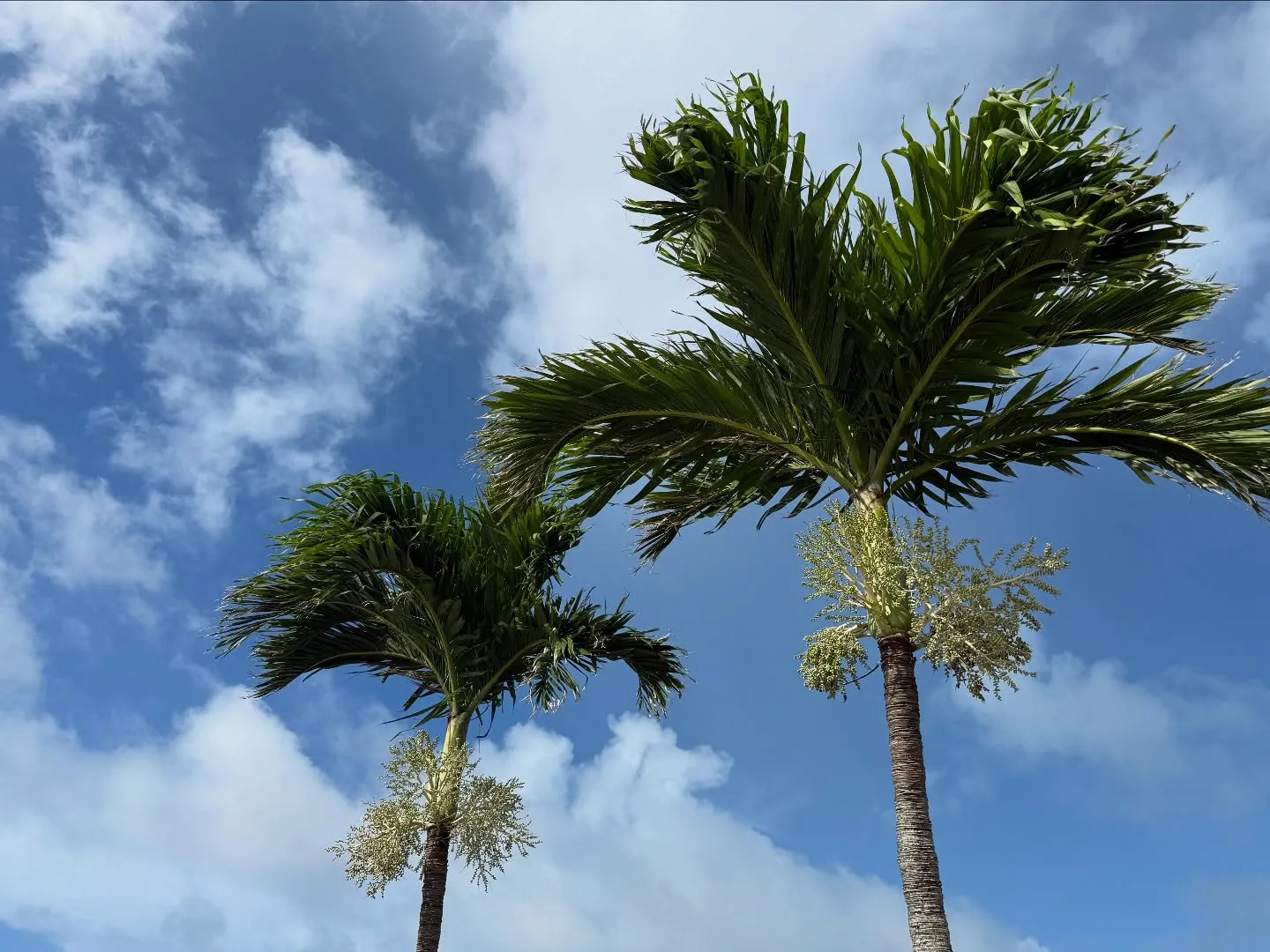 お車のことなら何でも泉佐野市のカーサービスシンワにお任せくだ...