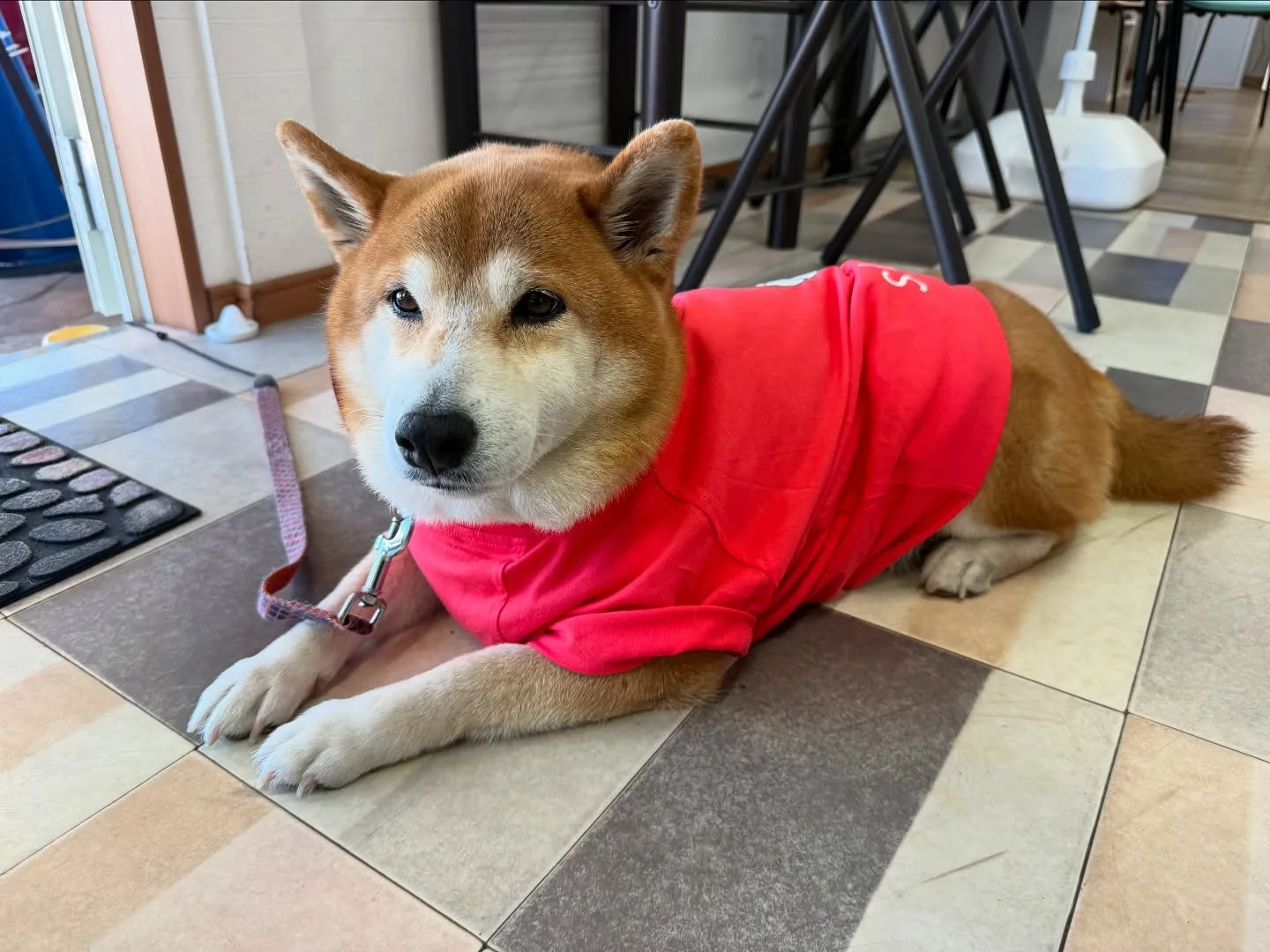 お車のことなら何でも泉佐野市のカーサービスシンワにお任せくだ...