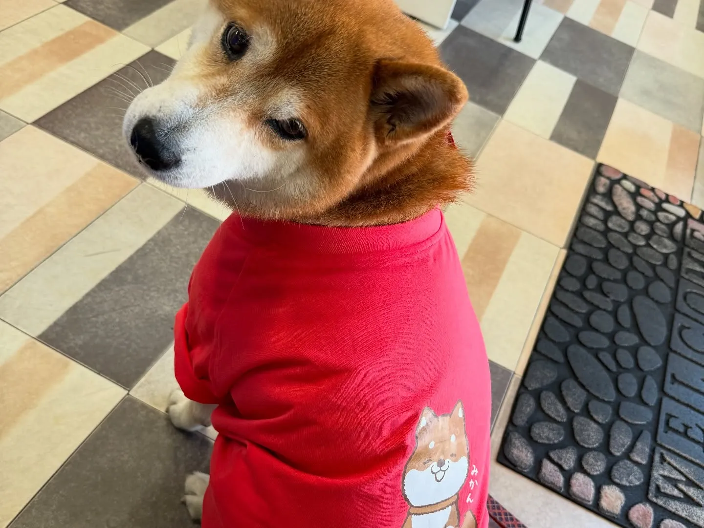 お車のことなら何でも泉佐野市のカーサービスシンワにお任せくだ...