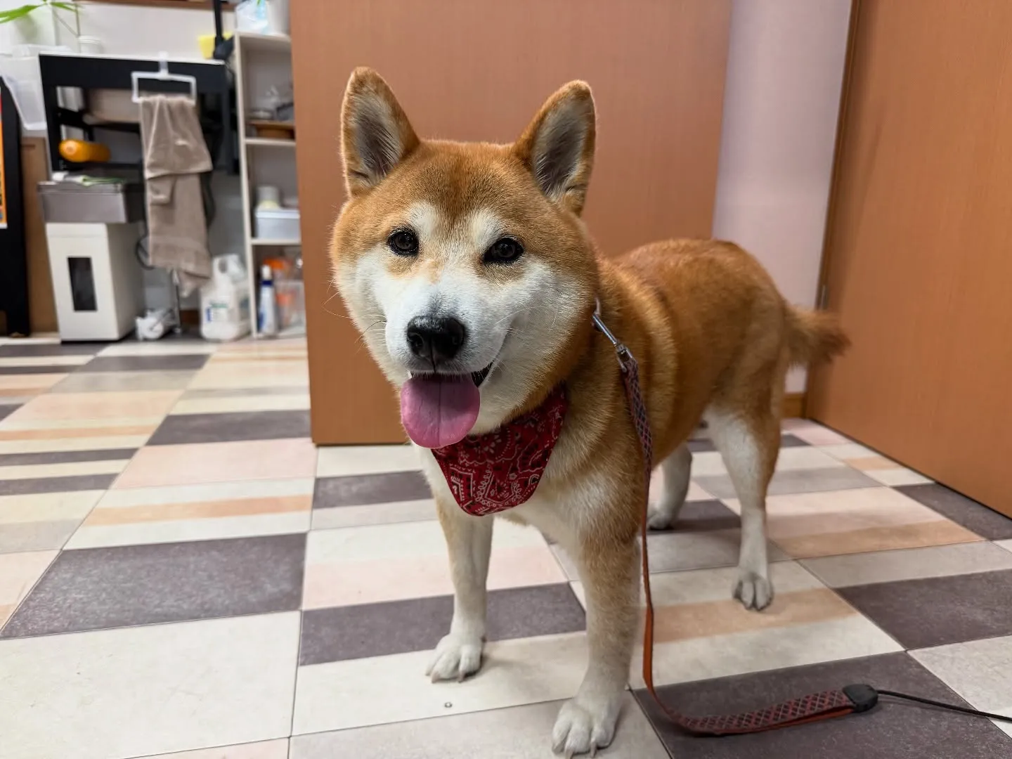 お車のことなら何でも泉佐野市のカーサービスシンワにお任せくだ...