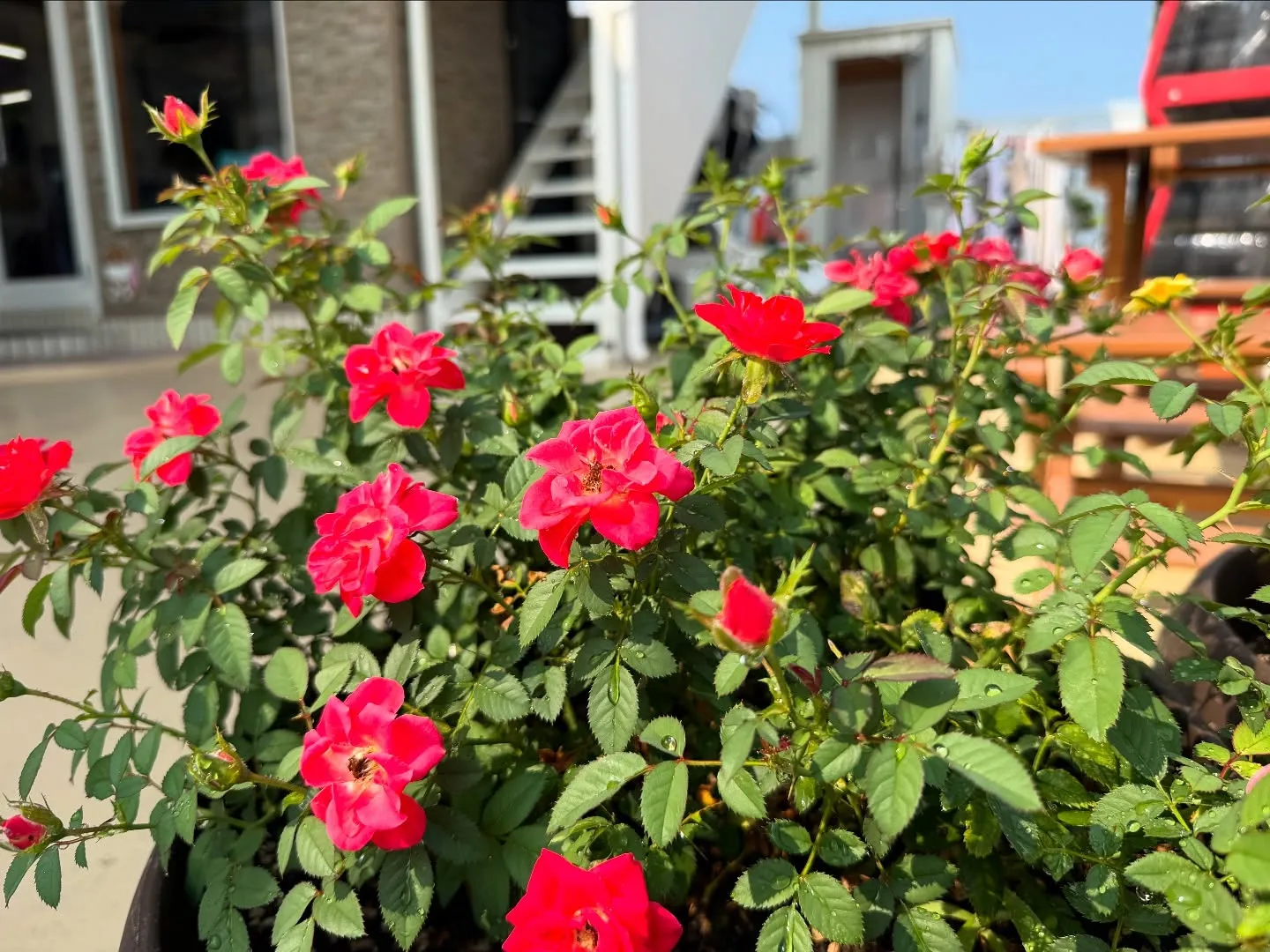 お車のことなら何でも泉佐野市のカーサービスシンワにお任せくだ...