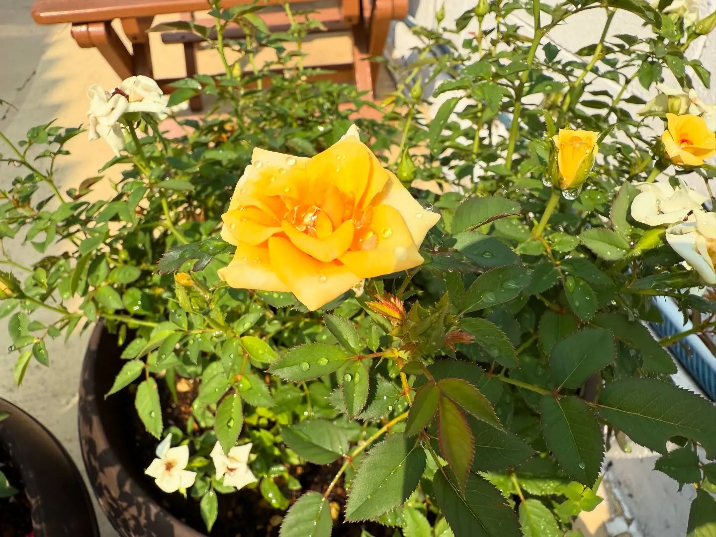 お車のことなら何でも泉佐野市のカーサービスシンワにお任せくだ...