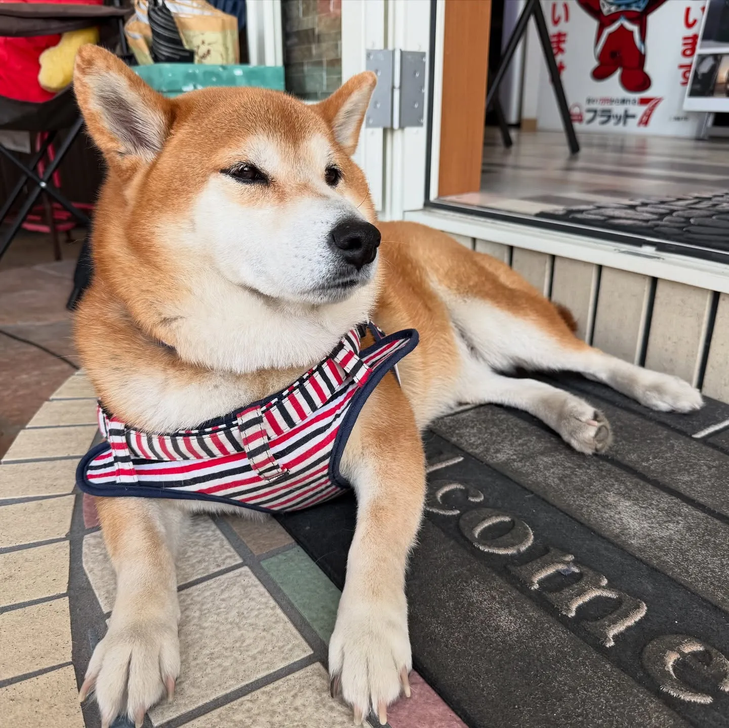 お車のことなら何でも泉佐野市のカーサービスシンワにお任せくだ...