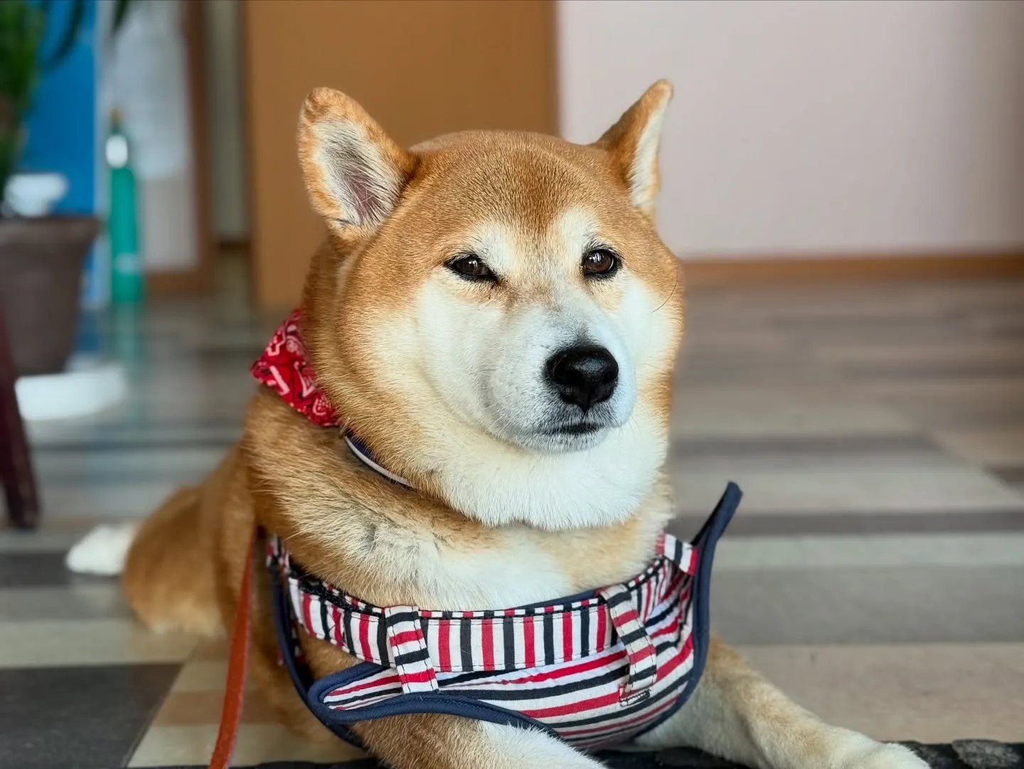 お車のことならなんでも泉佐野市のカーサービスシンワにお任せく...