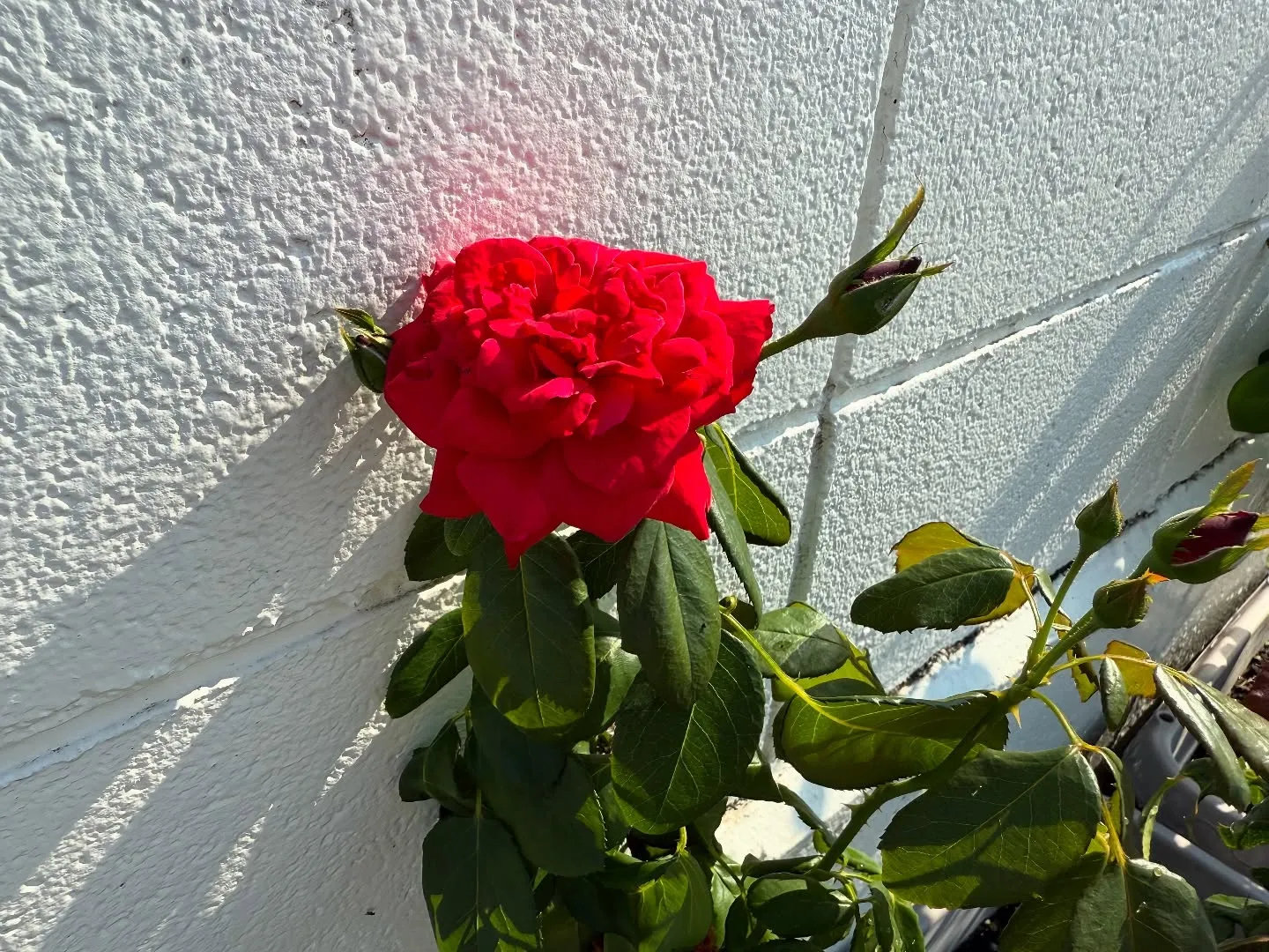 お車のことなら何でも泉佐野市のカーサービスシンワにお任せくだ...