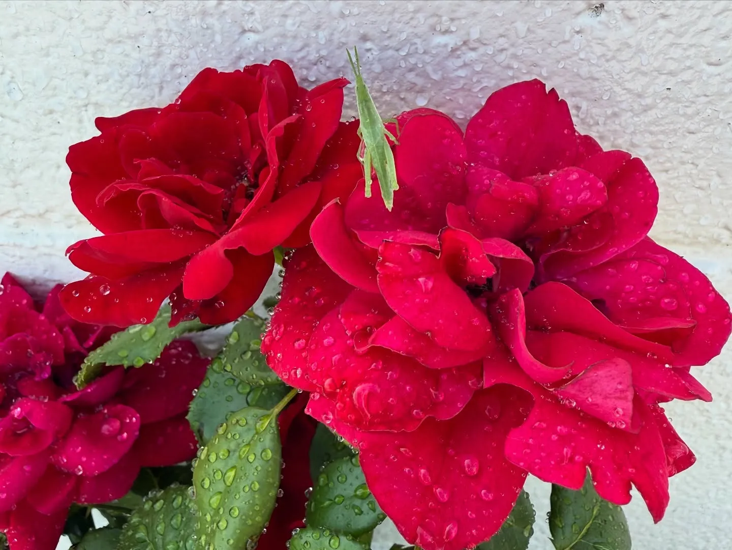 お車のことならなんでも泉佐野市のカーサービスシンワにお任せく...