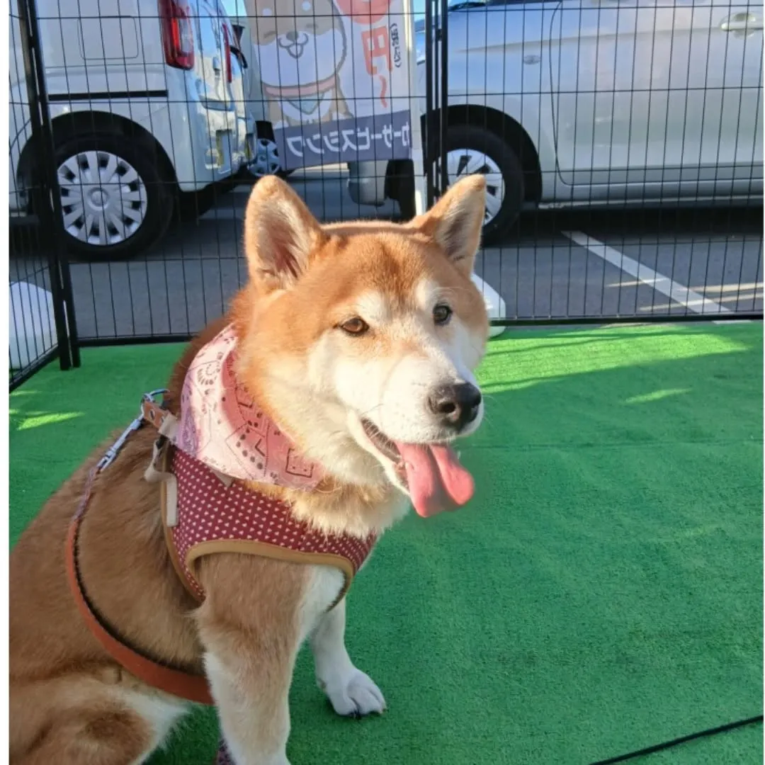 新春初売り、新車の軽自動車ならカーサービスシンワにお任せ下さ...