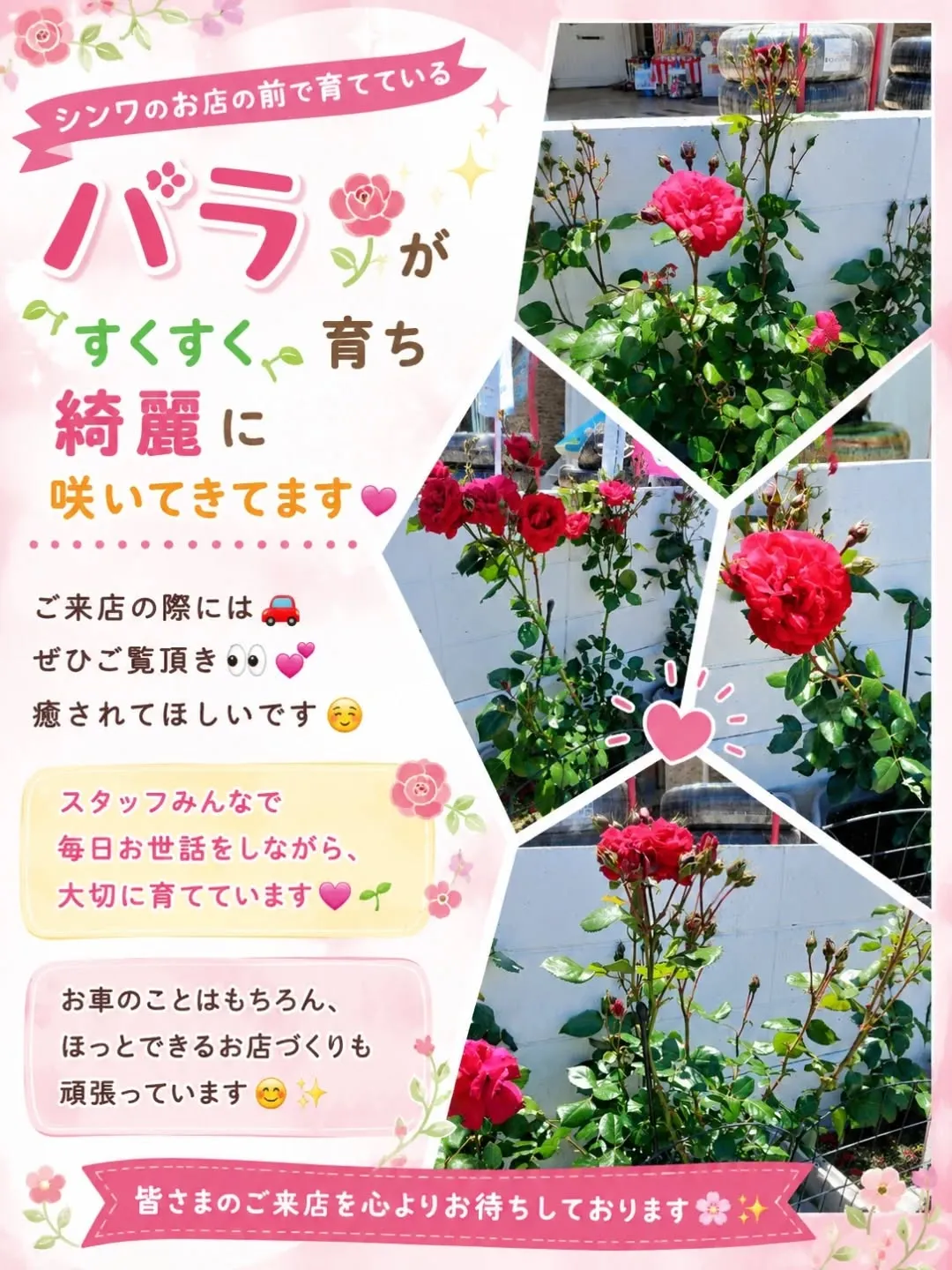 バラがたくさんあるお店のカーサービスシンワです‼️‼️