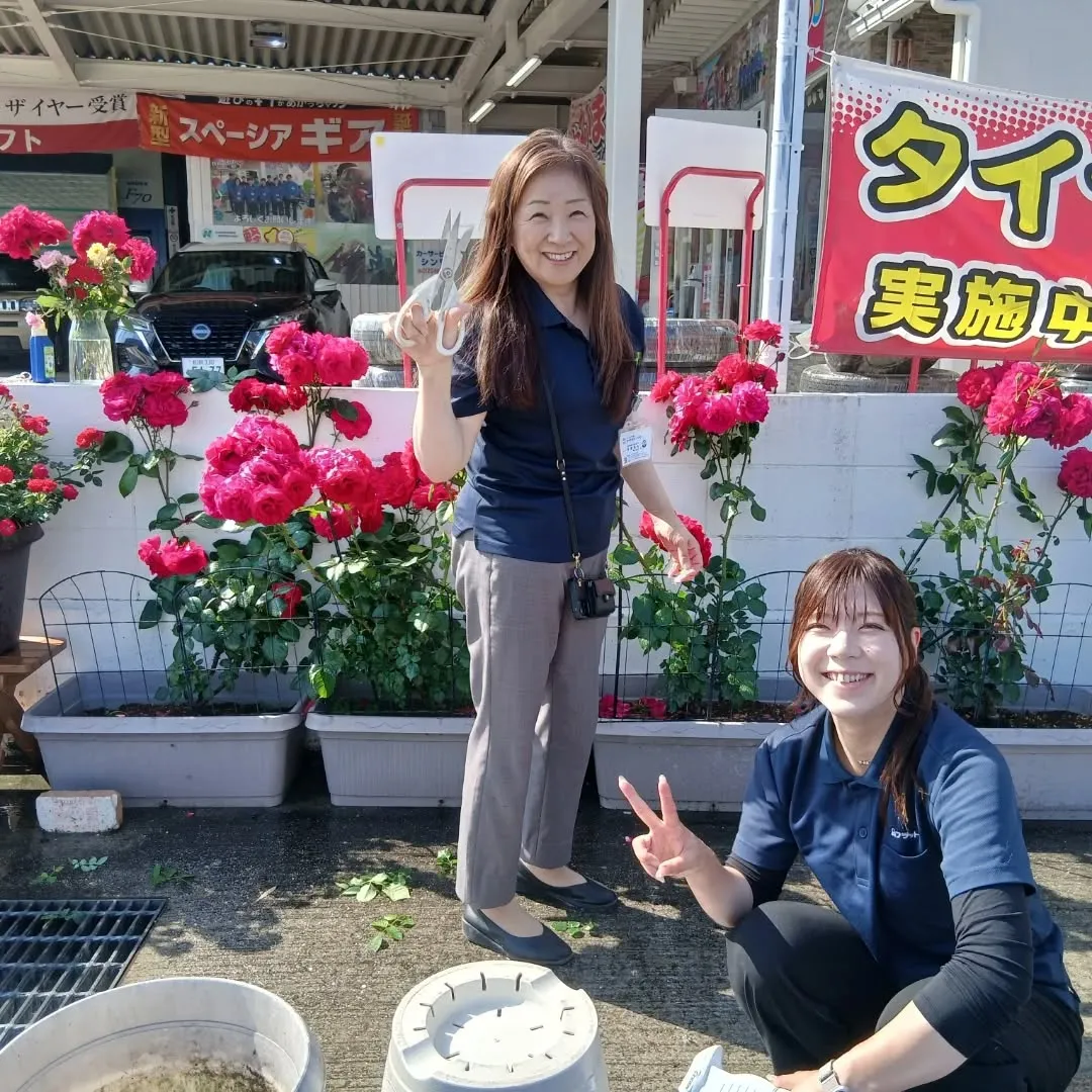 カーサービスシンワに小さな薔薇園誕生‼️