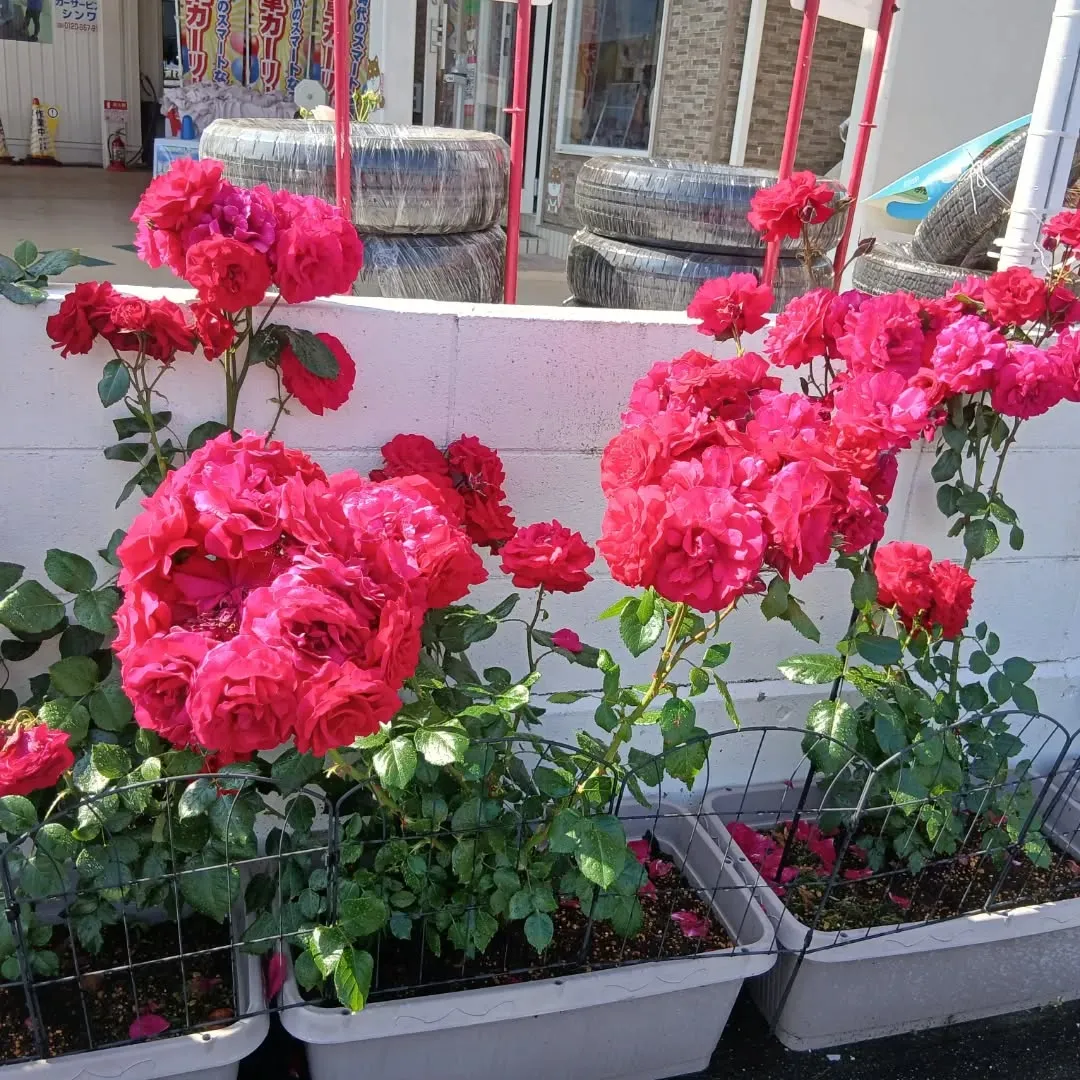 カーサービスシンワに小さな薔薇園誕生‼️