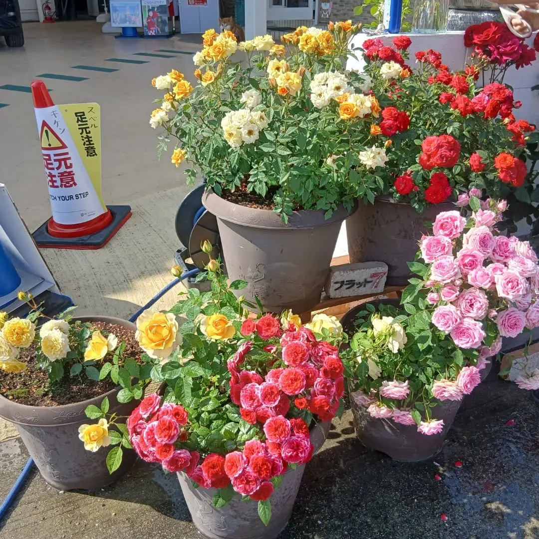 カーサービスシンワに小さな薔薇園誕生‼️