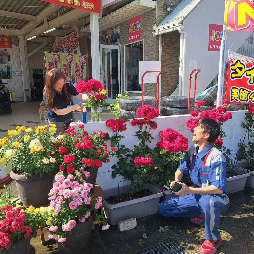 カーサービスシンワに小さな薔薇園誕生‼️