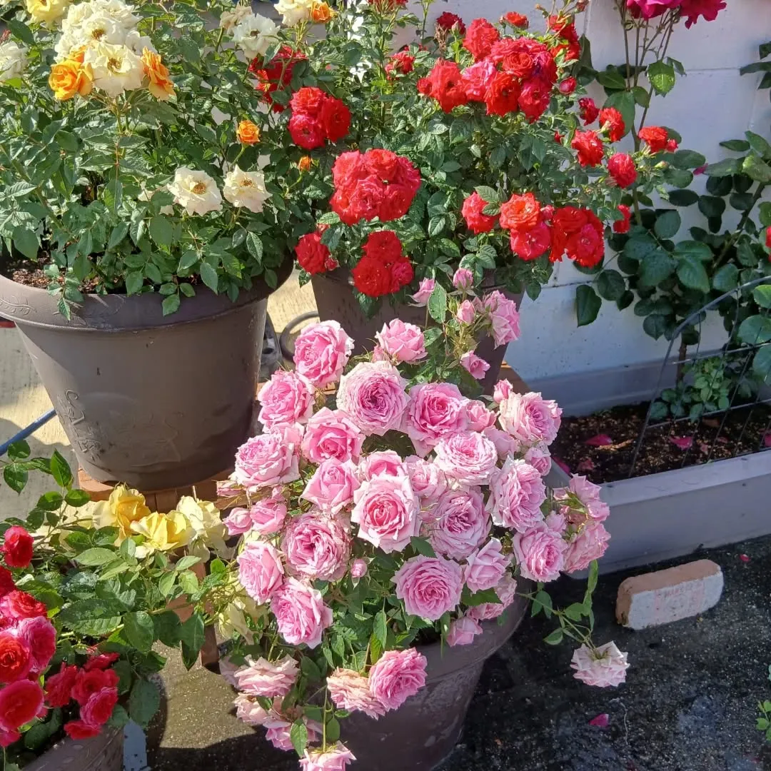 カーサービスシンワに小さな薔薇園誕生‼️