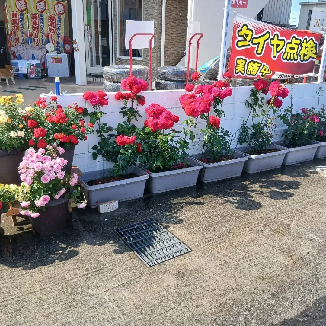 カーサービスシンワに小さな薔薇園誕生‼️