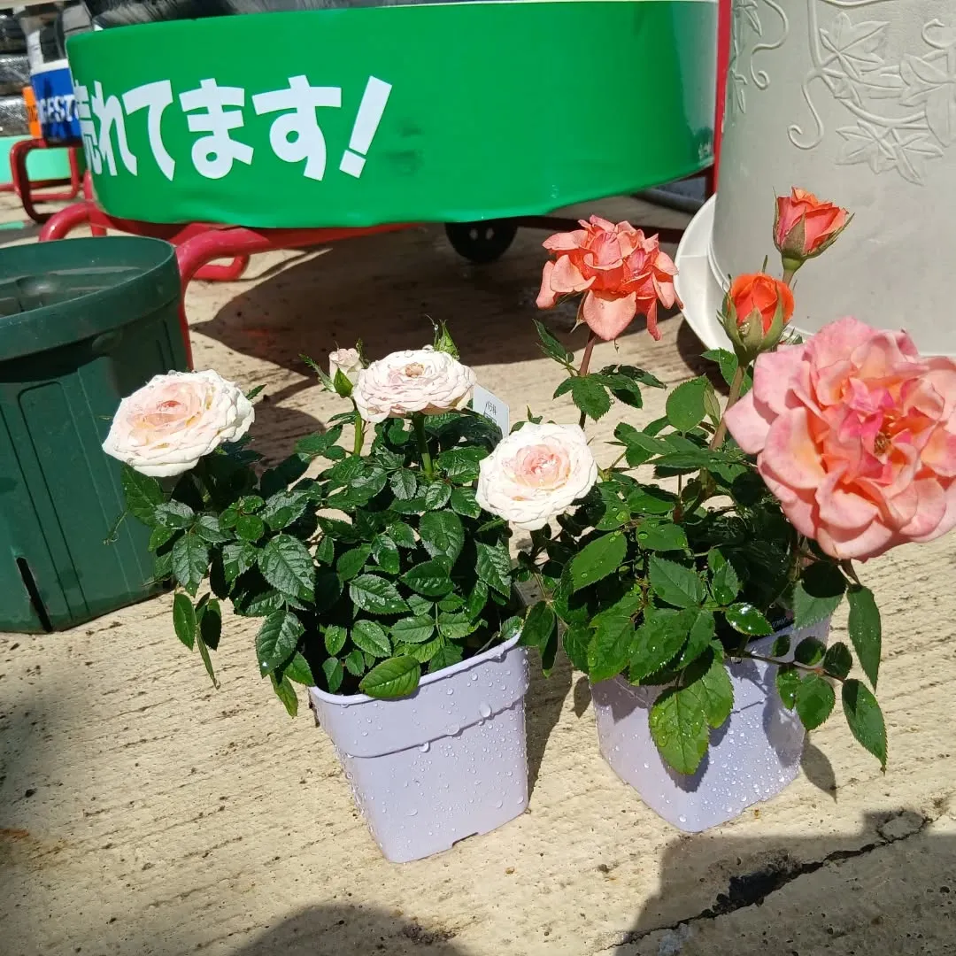カーサービスシンワに小さな薔薇園誕生‼️