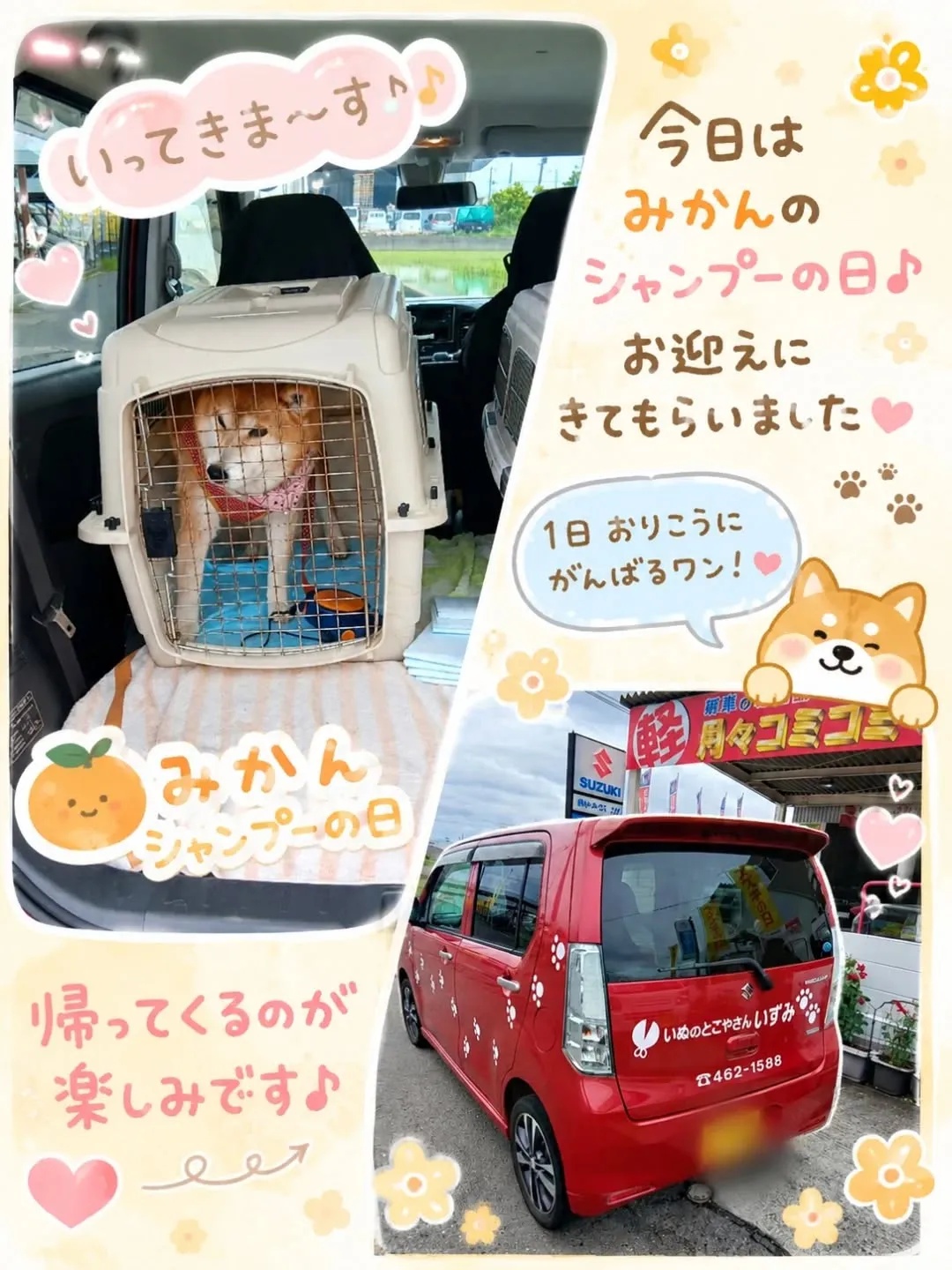 看板犬のみかん、今日は不在になります💦