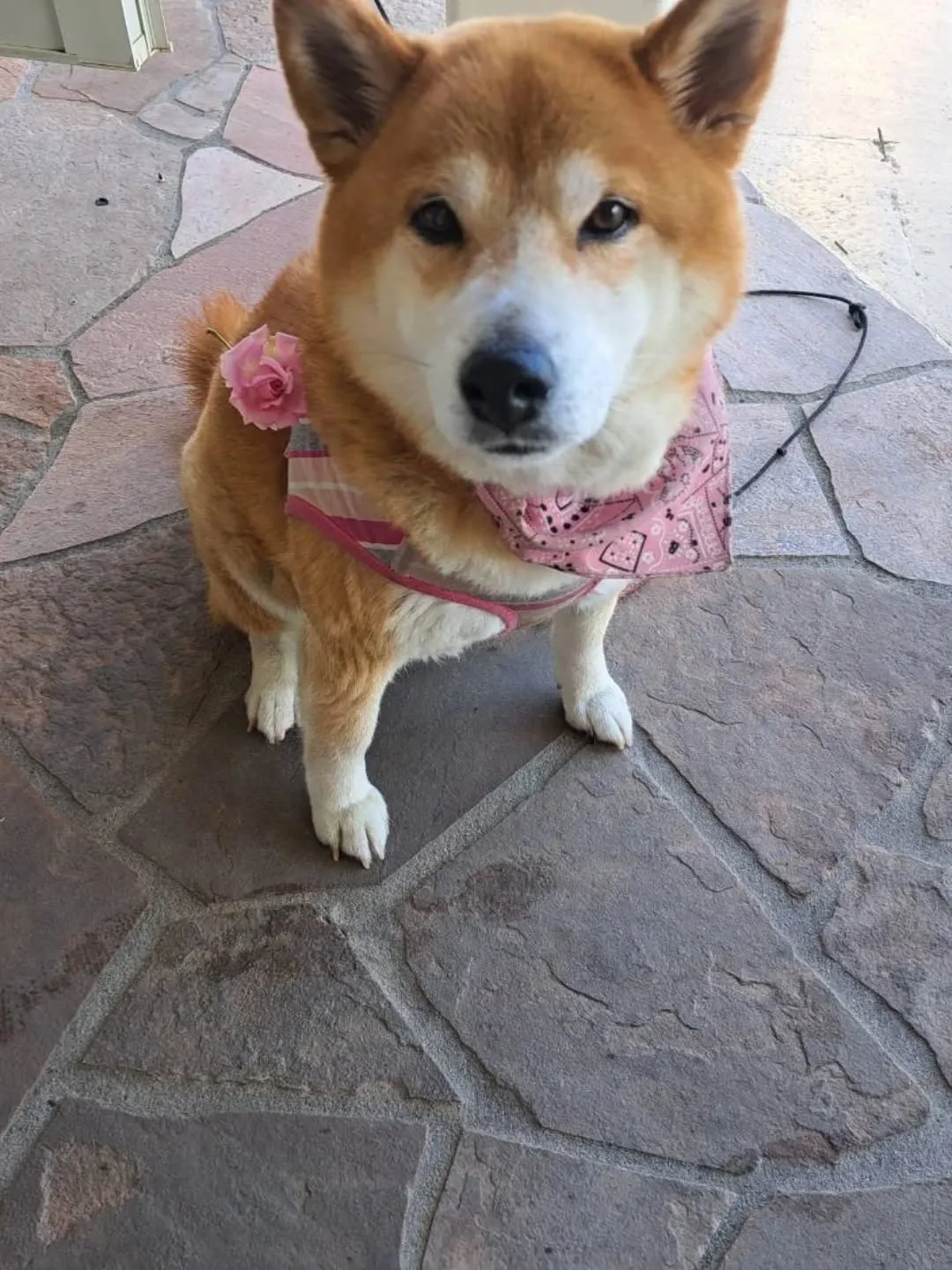 看板犬のみかん、今日は不在になります💦