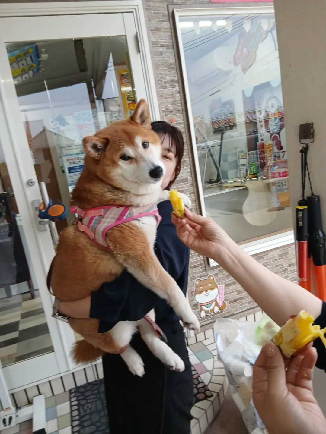 看板犬のみかん、今日は不在になります💦